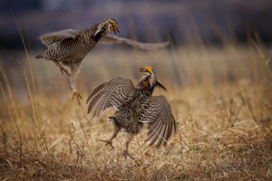 Birds_Prairie_Chickens_A-S1A1840-1 copy.jpg