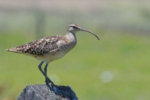 Numenius tahitiensis - Kioea 8_DxO.jpg