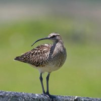 Numenius tahitiensis - Kioea 9_DxO.jpg