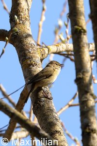 chiffchaff_01.JPG