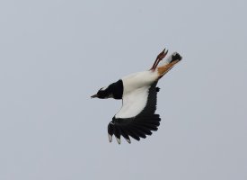 309A2910-DxO_lapwing_acrobatics_on_back-ls-shm.jpg