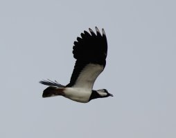 309A2947-DxO_lapwing_acrobatics-ls-sh-Motion.jpg