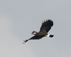 309A2965-DxO_lapwing_acrobatics-ls-sh-Motion.jpg