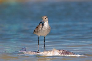 Willet - K1A1417.jpg