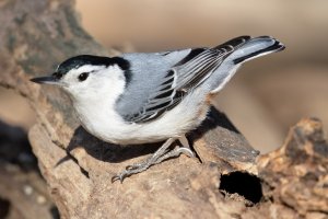 WhtbreastdNuthatch_1147.jpg