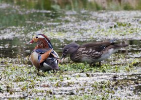309A3208-DxO_mandarin_ducks_autc_small.jpg
