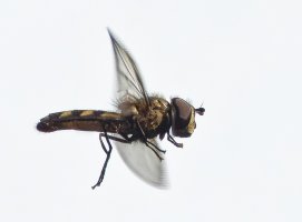 309A3344-DxO_hoverfly_hovering.jpg