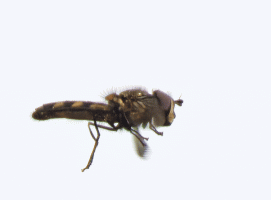 Hoverfly_hovering.gif