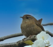 309A3452-DxO_1000mm_wren-bluesky.jpg