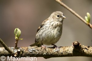 siskin_03.JPG