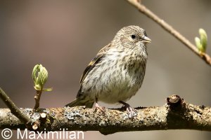 siskin_04.JPG
