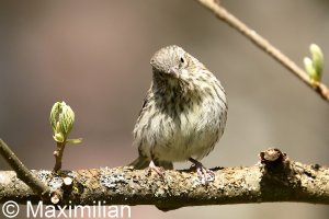 siskin_05.JPG