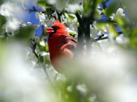 5D3_1886 picasa crop - Copy.JPG