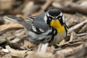 Yellow-throated Warbler (adult-spring) 100.jpg