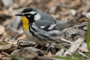 Yellow-throated Warbler (adult-spring) 101.jpg
