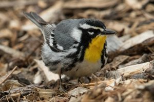 Yellow-throated Warbler (adult-spring) 104.jpg