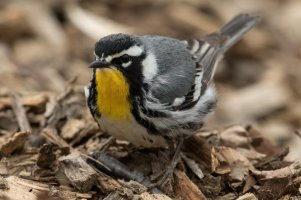 Yellow-throated Warbler (adult-spring) 105.jpg