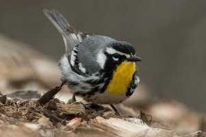 Yellow-throated Warbler (adult-spring) 107.jpg
