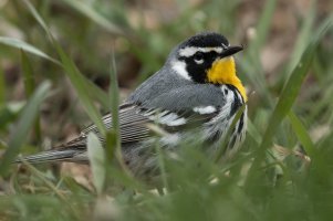 Yellow-throated Warbler (adult-spring) 108.jpg