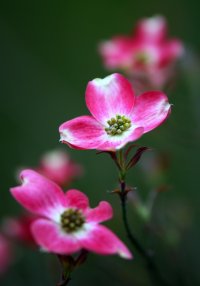 5D3_2002 celeste tree blossom crop picasa fix - Copy.JPG