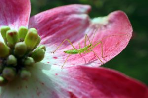 IMG_1990 - Copy downsized.jpg