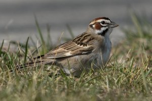 Lark Sparrow (adult-spring) 108.jpg