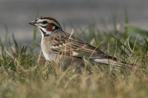 Lark Sparrow (adult-spring) 109.jpg