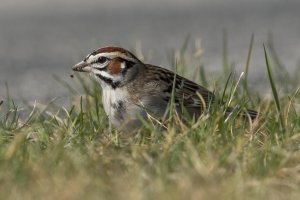 Lark Sparrow (adult-spring) 110.jpg