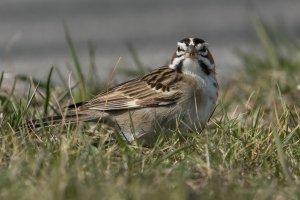 Lark Sparrow (adult-spring) 112.jpg
