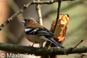 chaffinch_02.JPG