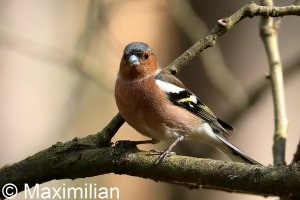 chaffinch_03.JPG