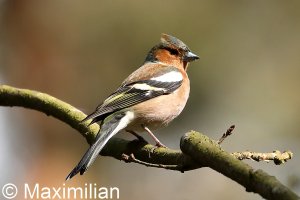 chaffinch_04.JPG