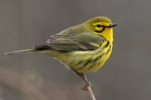 Prairie Warbler (male-spring) 114.jpg