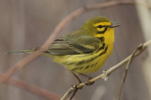 Prairie Warbler (male-spring) 118.jpg