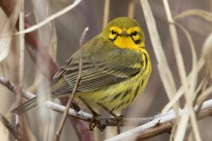 Prairie Warbler (male-spring) 120.jpg