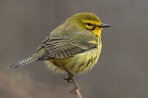 Prairie Warbler (male-spring) 121.jpg
