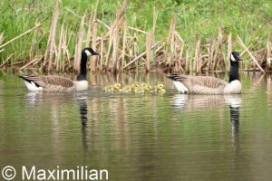 family_goose_04.JPG