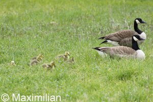 family_goose_06.JPG