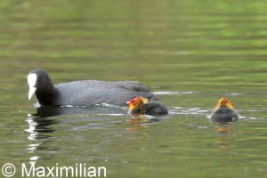 family_coot_01.JPG