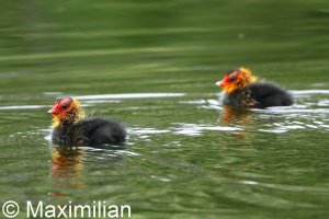 family_coot_02.JPG