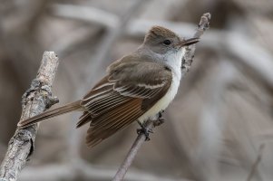Ash-throated Flycatcher (adult-spring) 100.jpg