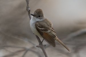 Ash-throated Flycatcher (adult-spring) 101.jpg