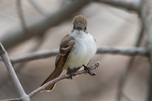 Ash-throated Flycatcher (adult-spring) 102.jpg