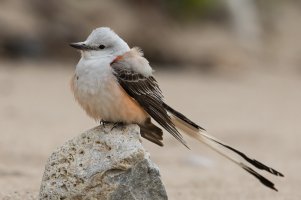 Scissor-tailed Flycatcher (male-spring) 100.jpg