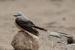 Scissor-tailed Flycatcher (male-spring) 101.jpg