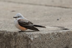 Scissor-tailed Flycatcher (male-spring) 102.jpg