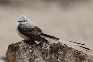 Scissor-tailed Flycatcher (male-spring) 105.jpg