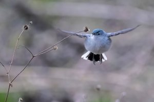 BG gnatcatcher 042722 Ls.jpg