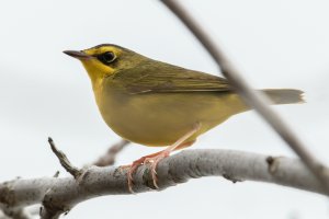 Kentucky Warbler (female-spring) 100.jpg