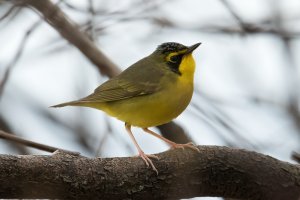 Kentucky Warbler (male-spring) 100.jpg